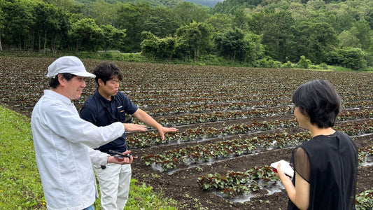 【🐟ほぼ無農薬のしそ農園🌱】藤井聡太さんはここのしそジュースを気に入ってくれたらしい?