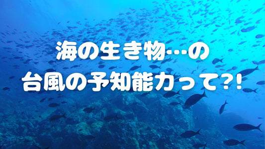 【🐟海の生き物には台風予知能力がある?!】