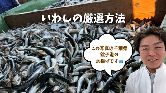 【🐟いわしの厳選方法って?✨】仕入れ担当の植田リーダーにインタビュー!🎉