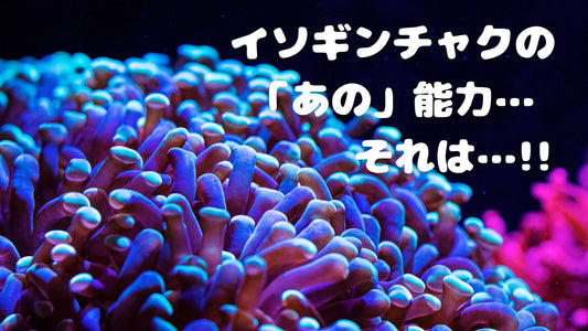 【🐟イソギンチャクも人間も持ってる能力!太陽の光ってすごい】夏休みだわーいわーい!
