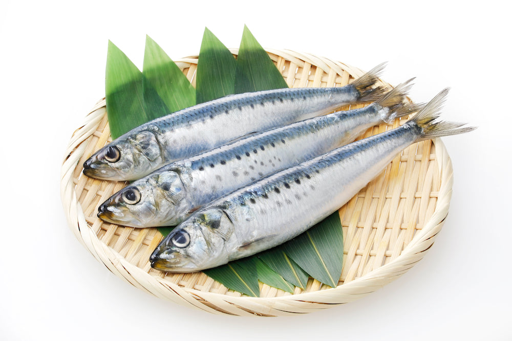 イワシ