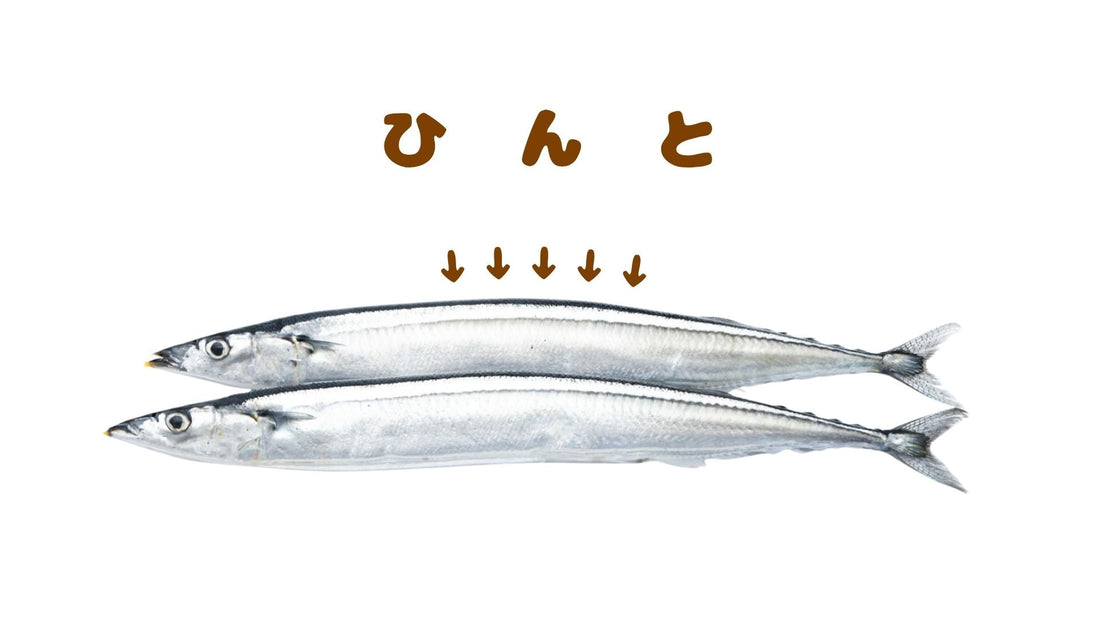 【🐟青魚なのに青くない？！食べると身は白いのに…！😆】海の生命の戦略ってすごい！🤩