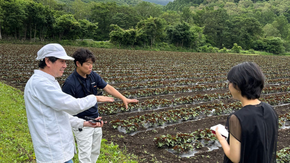 【🐟ほぼ無農薬のしそ農園🌱】藤井聡太さんはここのしそジュースを気に入ってくれたらしい？