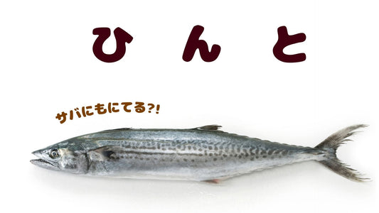 🐟いま美味しい魚を見逃さないでっ！😁いまは鰆がおいしいぞ～～！！😆
